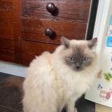 Picture of cat lost at Bois Colombes