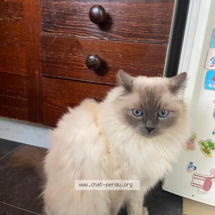 Photo 1/1 Jason Chat lost in Bois colombes