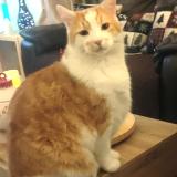 Picture of cat lost at Marcoux