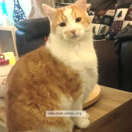 Photo 1/1 Pumpkin Chat lost in Marcoux