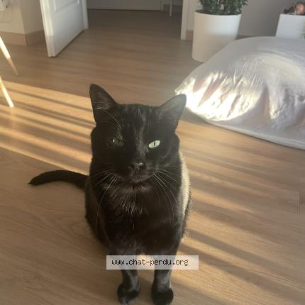 Photo 1/1 Mouillette Chat lost in Vouille