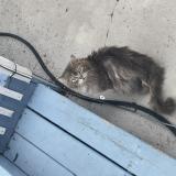 Picture of cat found at Laval
