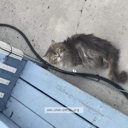 Photo 1/1 Found cat Found in Laval