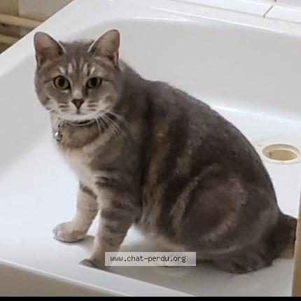 Photo 1/1 Crevette Chat lost in Chateauroux