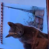 Picture of cat found at Saint Brevin Les Pins