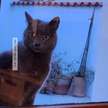 Photo 1/1 Found cat Found in Saint brevin les pins