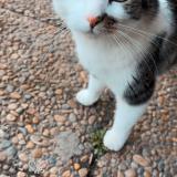 Picture of cat lost at Susville