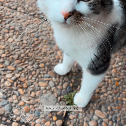 Photo 1/2 Minou Chat lost in Susville