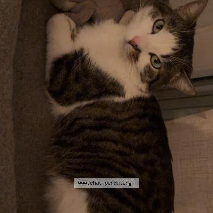 Photo 2/2 Minou Chat lost in Susville