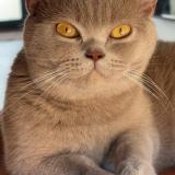 Picture of cat lost at Guerledan