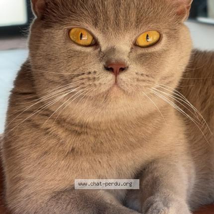 Photo 1/1 Violette Chat lost in Guerledan