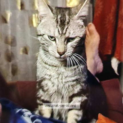 Photo 1/2 Jean-paul Segrestan Chat lost in Castelnau barbarens