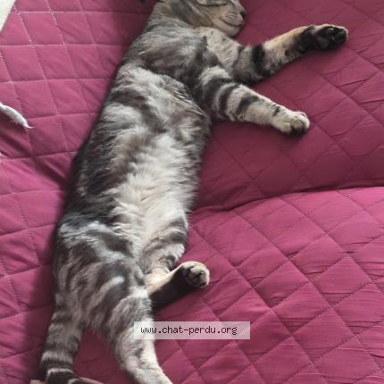 Photo 2/2 Jean-paul Segrestan Chat lost in Castelnau barbarens