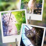 Picture of cat lost at Les Peintures