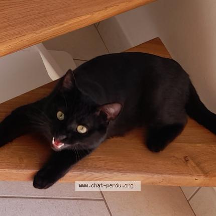 Photo 1/1 OSLO Chat lost in Azay sur cher