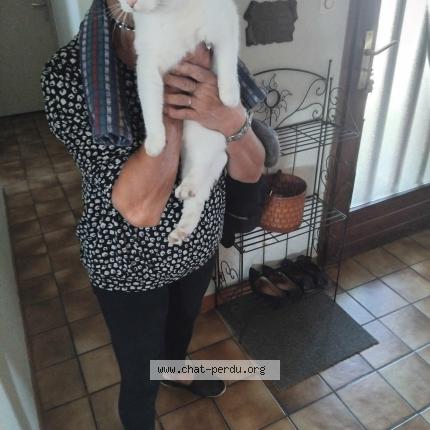 Photo 1/1 Found cat Found in Montceau