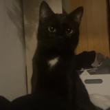 Picture of cat lost at Salon De Provence