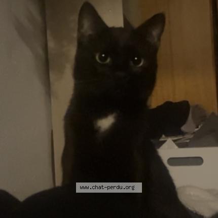 Photo 1/1 Mugen Chat lost in Salon de provence