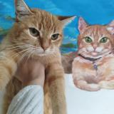 Picture of cat lost at La Londe Les Maures