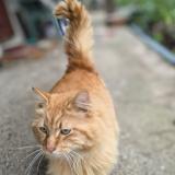 Picture of cat found at Rochefort