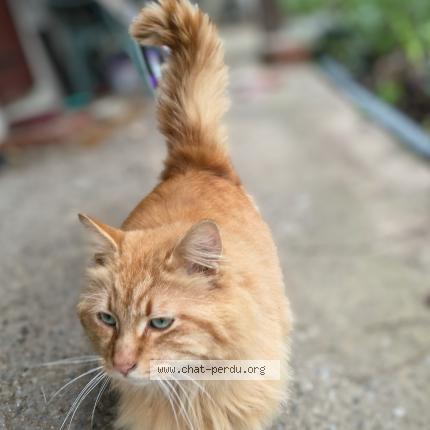 Photo 1/1 Found cat Found in Rochefort