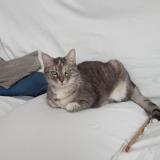 Picture of cat lost at La Garde