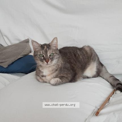 Photo 1/1 HERMINE Chat lost in La garde