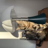 Picture of cat lost at Marseille