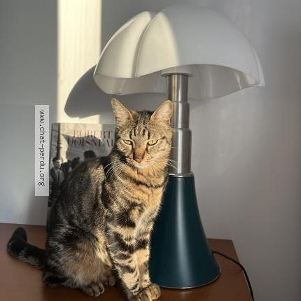 Photo 1/1 Tokyo Chat lost in Marseille