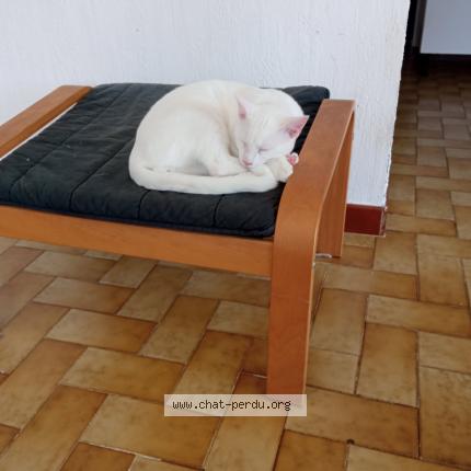 Photo 1/1 Shiro Chat lost in Bagneres de bigorre