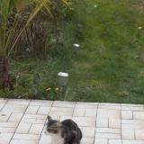 Picture of cat found at Tremblay En France