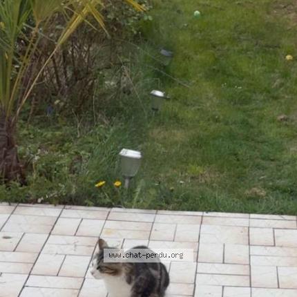 Photo 1/4 Found cat Found in Tremblay en france