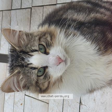 Photo 2/4 Found cat Found in Tremblay en france