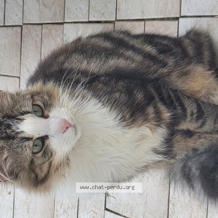 Photo 3/4 Found cat Found in Tremblay en france