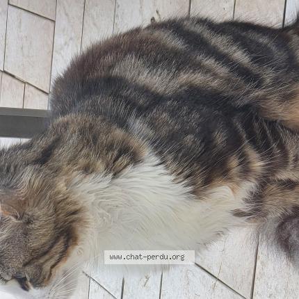 Photo 4/4 Found cat Found in Tremblay en france