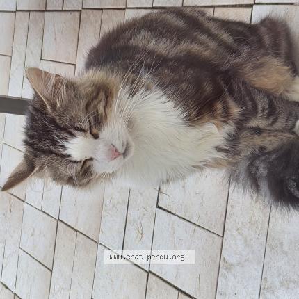 Photo 5/5 Found cat Found in Tremblay en france