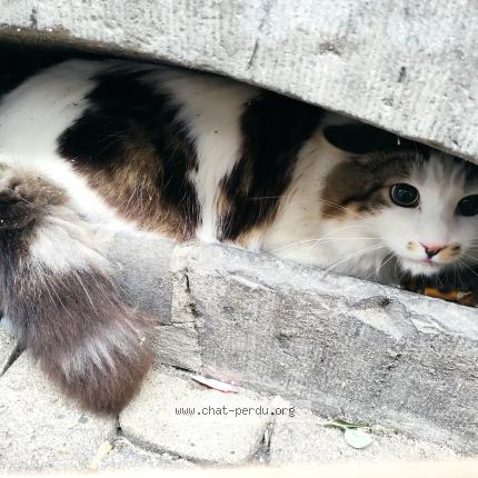 Photo 1/1 Found cat Found in Namur