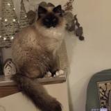 Picture of cat lost at Saint Mariens