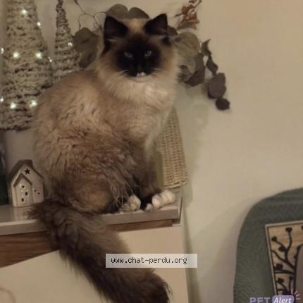 Photo 1/1 Albus Chat lost in Saint mariens