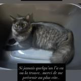 Picture of cat lost at La Bretagne