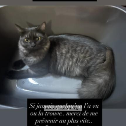 Photo 1/1 Aka Chat lost in La bretagne