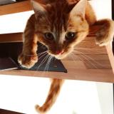 Picture of cat lost at Lamagdelaine