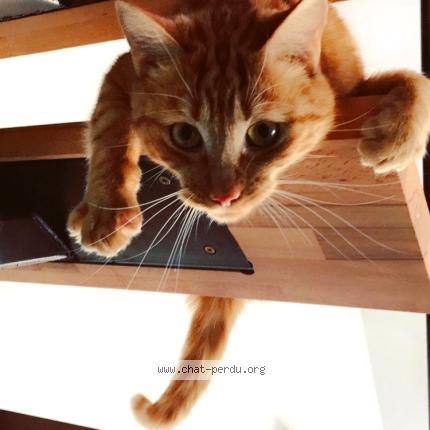 Photo 1/1 Bibi Chat lost in Lamagdelaine