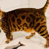 Picture of cat lost at Vaudreuil Dorion