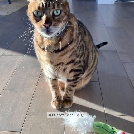 Photo 1/2 Sasha Chat lost in Vaudreuil dorion