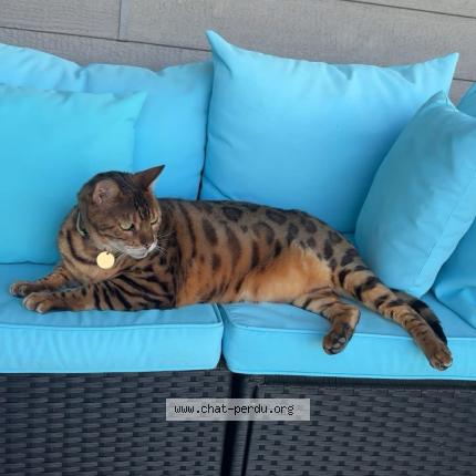 Photo 2/2 Sasha Chat lost in Vaudreuil dorion