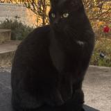 Picture of cat lost at Forbach