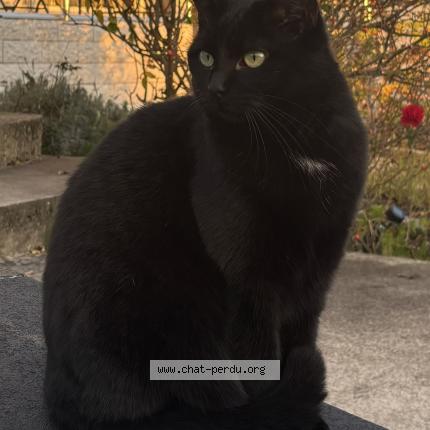 Photo 1/1 Zilli Chat lost in Forbach