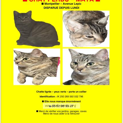 Photo 1/1 Maya Chat lost in Montpellier