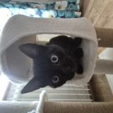 Picture of cat lost at Ingersheim